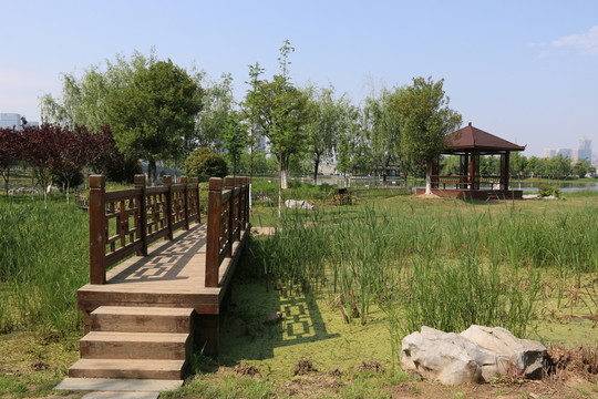 沙湖公園風(fēng)景