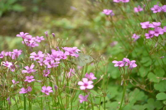 太陽花 向陽花