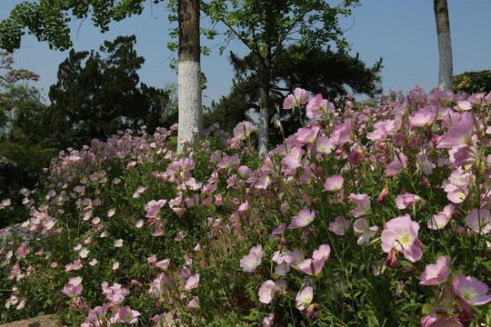 沙湖公園風景