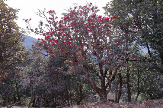 杜鵑花