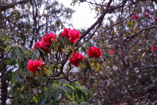 杜鵑花