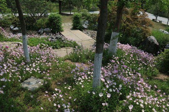 沙湖公園風(fēng)景