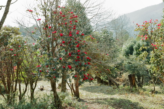 杜鵑花