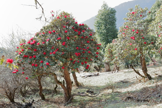杜鵑花