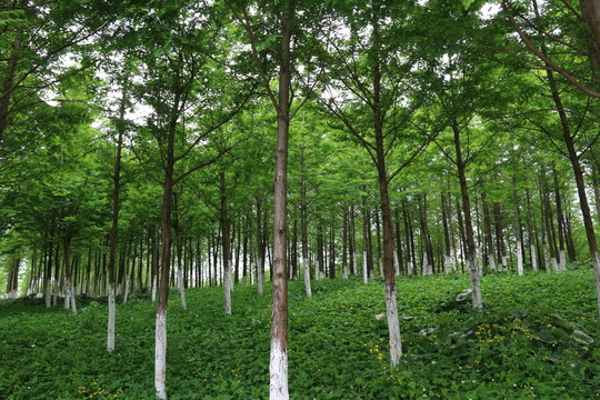 沙湖公園風(fēng)景