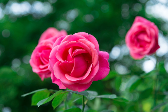 高清玫瑰花