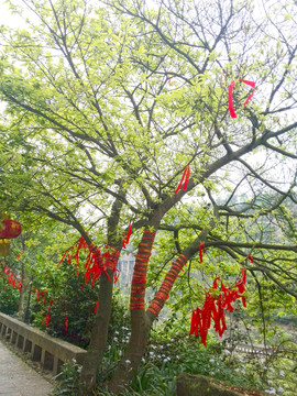 許愿樹(shù)