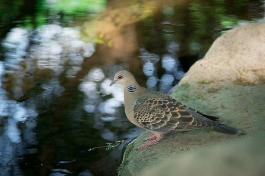 珠頸山斑鳩