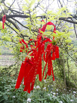 許愿樹(shù)