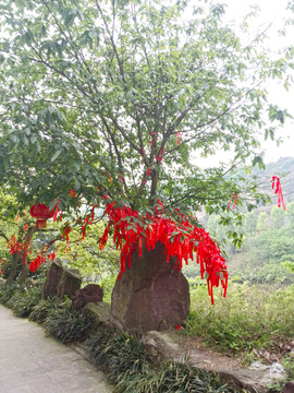 許愿樹