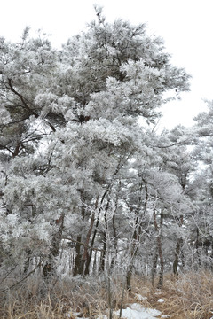 樹枝
