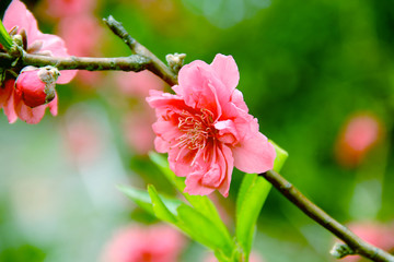 唯美桃花