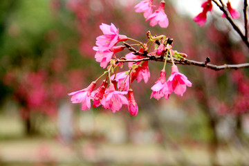 桃花
