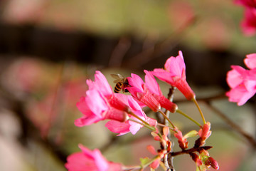 繁華桃花
