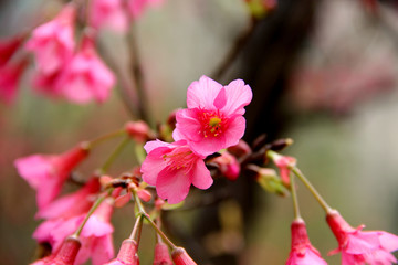 綻放桃花