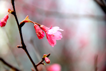 桃花特寫(xiě)