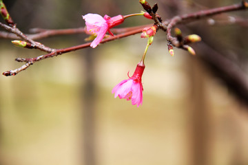 桃花紅