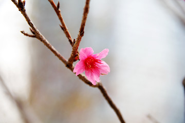 枝椏中的桃花