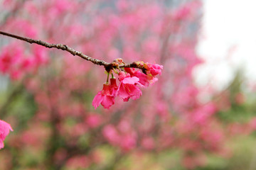 三月桃花
