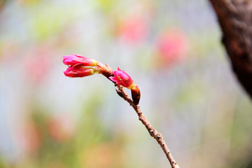 桃枝上的花蕾
