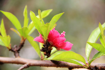 桃葉上的花卉