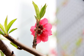 特寫(xiě)桃花