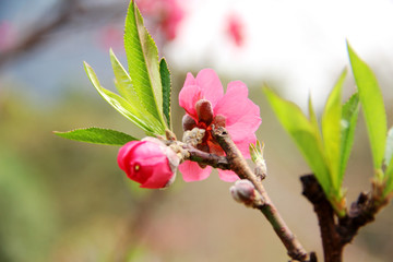 枝頭桃花