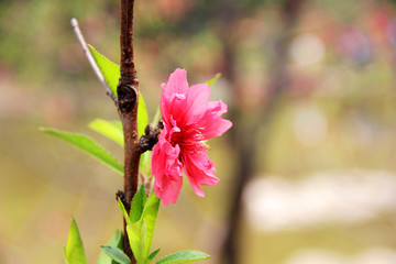 美艷桃花