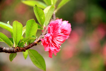 桃花