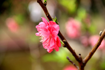 枝椏上的桃花