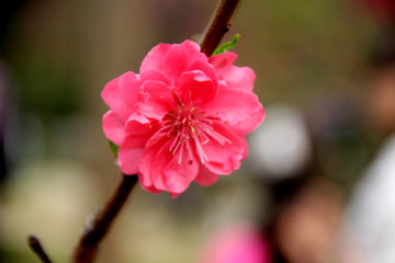 桃花特寫(xiě)
