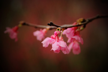 嬌艷的桃花