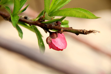 枝頭桃花