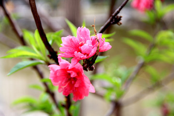 桃花