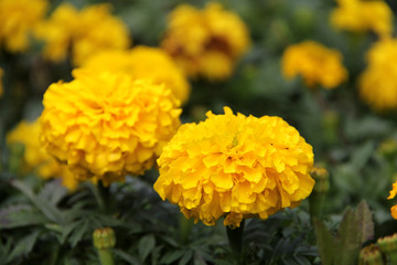 兩朵菊花