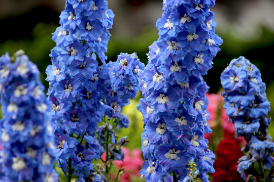 藍花花