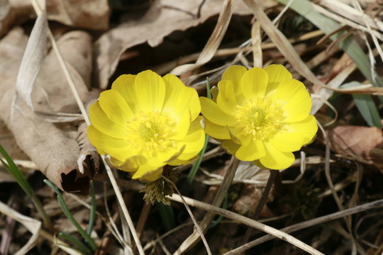冰凌花