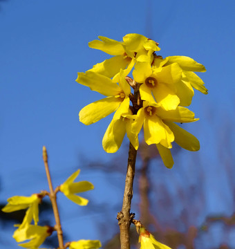 黃花