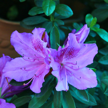 花卉