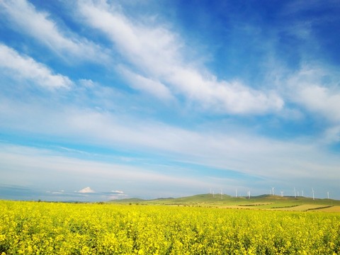 天空田野油菜花