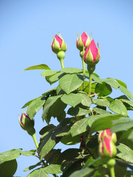 玫瑰花花蕾