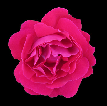 玫瑰花素材