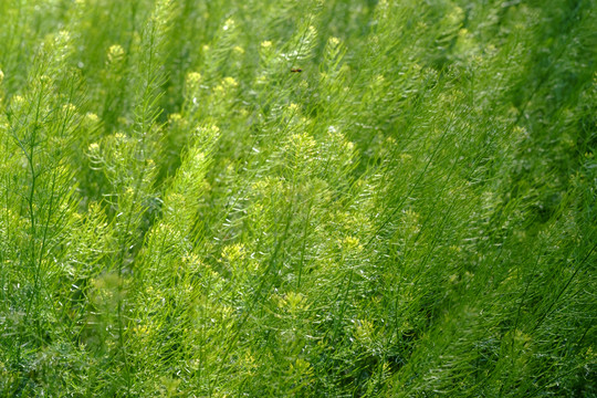 油菜花