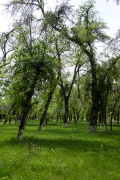 綠樹林