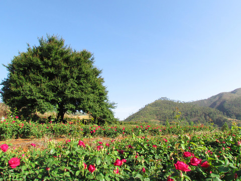 山里的玫瑰園
