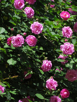 薔薇