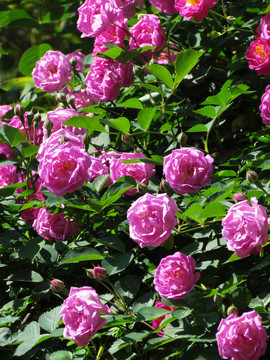薔薇