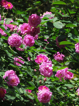 薔薇