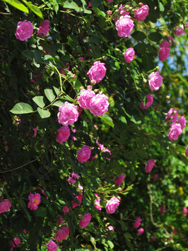 薔薇