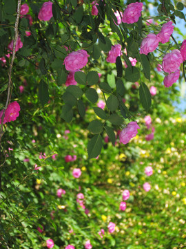 薔薇
